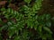 TheÂ curry treeÂ (Murraya koenigii) or sweet neem plant